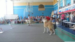 класс промежуточный кобели ,судья Галиаскарова Лариса