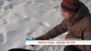 Пермский ручной ворон Гоша стал звездой TikTok