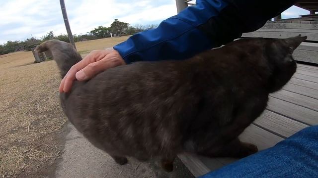 ちょっと強面の野良猫、撫で撫でしてみたら人懐っこい猫だった смотреть онлайн