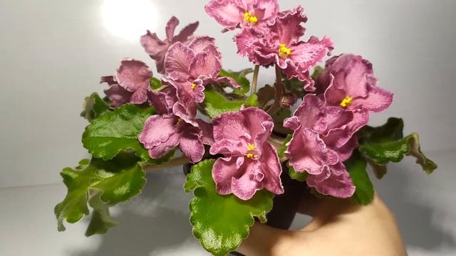 АВ-Мексиканский Тушкан смотреть онлайн