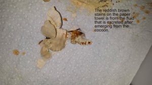 Silkworm mating and laying eggs