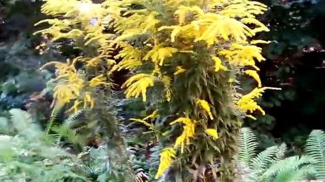 Музыкантики собирают пыльцу