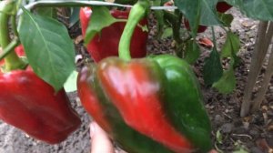 Сорт сладкого перца «Вера»
