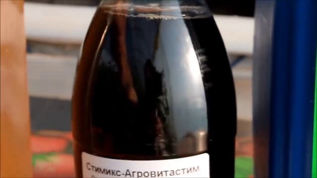 Увядание листьев томата и огурца №1