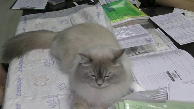 Ранняя кастрация породистых котят.