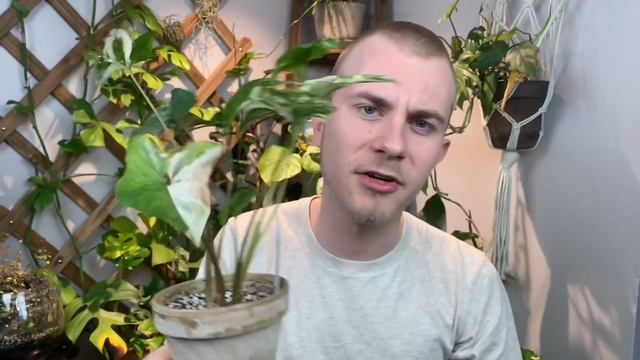 How To Care For Syngonium podophyllum “Albo Variegatum” | Plant Of The Week Ep. 8 смотреть онлайн