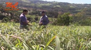 Esencias de Citronella