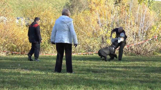 Чемпионат НКП 2013 ДЖЕНТЛИ БОРН ВИКОНТ задержание смотреть онлайн