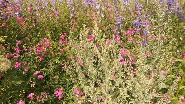 ДАЧА, #ВИШНЯ, ОБЗОР смотреть онлайн