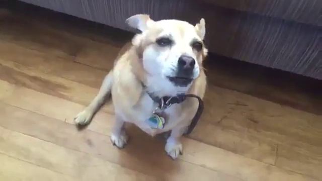 поющий пес смотреть онлайн