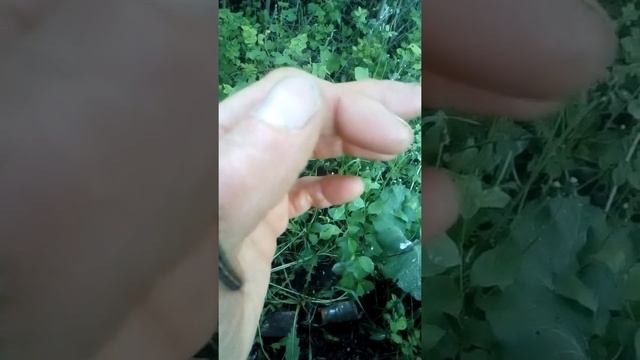 Гусеницы на яблоне и вишне смотреть онлайн