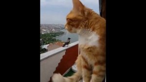 Разговор Кота И Вороны С Переводами