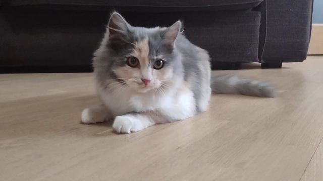 Нас нашла на улице, кошечка ??? Давайте жить дружно))))) смотреть онлайн