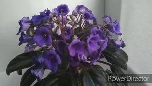 Фіалка Optimara AnnaBelle