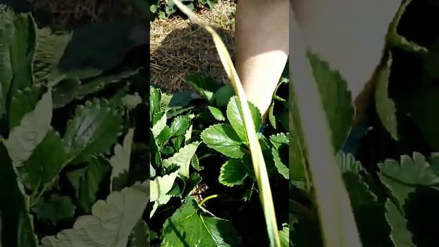 Мальвина. Первое плодоношение. 26 июня 2019 г. смотреть онлайн