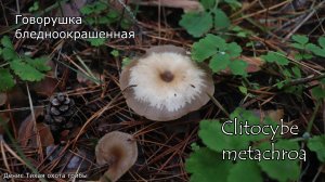 Говорушка бледноокрашенная | Clitocybe metachroa