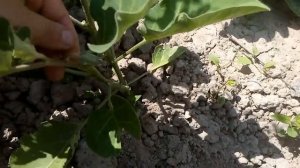 Секреты формировки куста баклажан—залог хорошего урожая.