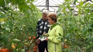 Томаты в теплице на сухарях и сыворотке