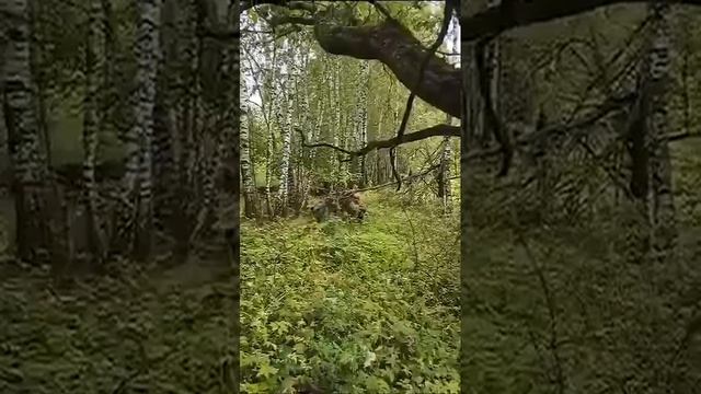 Грибники и ? кабаны‼️#кабаны #грибы2023 #грибники