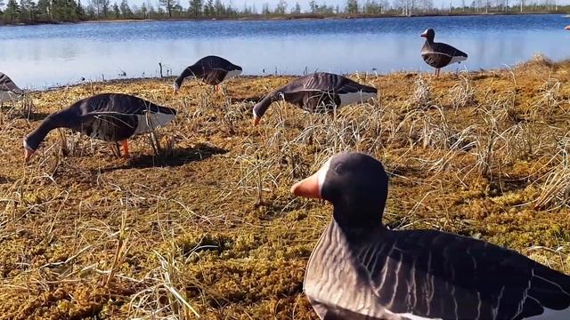 Чучела гуся белолобого SEVEN BIRDS