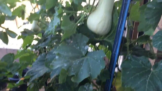 High Density Espalier Gardener - Butternut Squash 06-29-15 Update смотреть онлайн