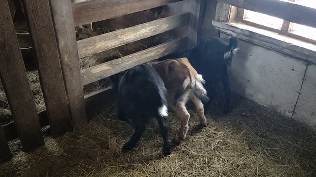 Сколько зерна даю козам. Нужна ли просрочка с "Пятерочки" смотреть онлайн