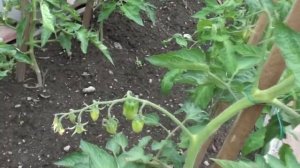 Томат Бубенчики неприхотливый и урожайный