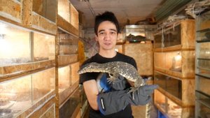 КОРОЧЕ ГОВОРЯ, КУПИЛИ ВАРАНА