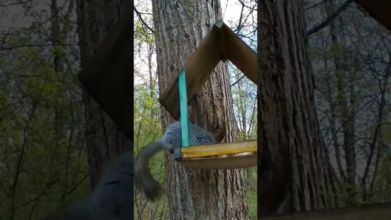 Squirrels lunch and walk ️️ ️  белки прогулка и обедпрогулки,