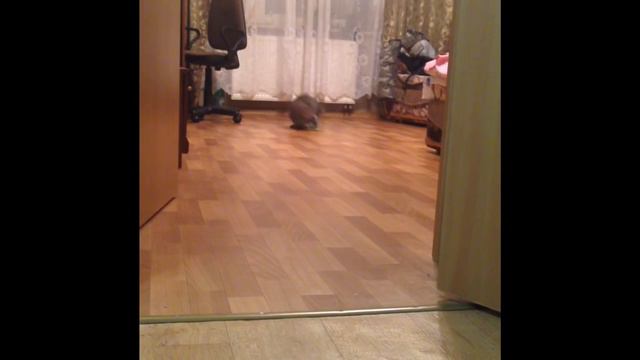 Кошка носит мяч, как собака смотреть онлайн