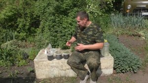 Выращивание лоха узколистного из семян