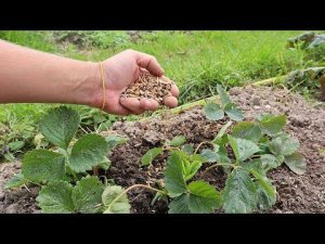 Лучшим решением в сентябре будет посеять по клубнике этот сидерат. Ягода после него гигантская