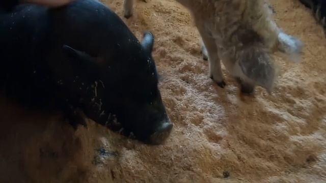 Кудрявая свинка, пушистые цыплята, черепахи и пауки! Поход в лесное посольство!/zoo смотреть онлайн