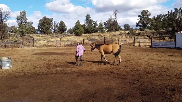Leading yearling Kiger mustang смотреть онлайн