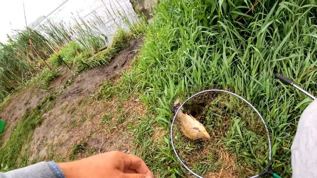 КАРАСИ И ЛИНИ! ДВУХИ ЛОМАЮТ КАРПОВЫЕ КРЮЧКИ! смотреть онлайн