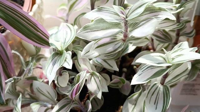 Традесканция комнатная-супер!