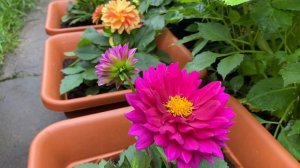 ГЕОРГИНЫ НИЗКОРОСЛЫЕ в моем саду в начале июня.  Лето 2020.