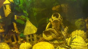 Синодонтис перевертыш