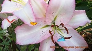 Лилия восточная Бразилия (lilium oriental brazil) ? обзор: как сажать, луковицы лилии Бразилия