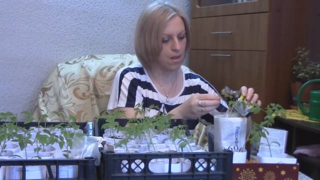подкормка рассады томатов удобрения для томатов ч 4  2016