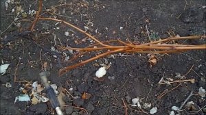 Осенняя обработка винограда железным купоросом