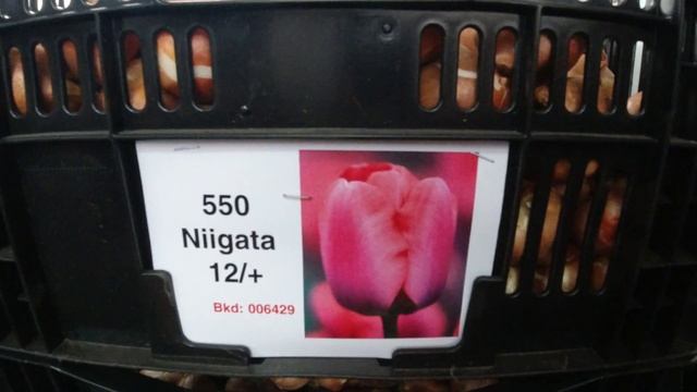 Луковицы тюльпанов. ПРОДАЖА смотреть онлайн