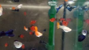 Пецилия дисковая, гуппи, сом Таракатум.