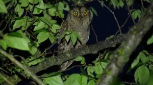 Autillo Europeo (Otus scops)