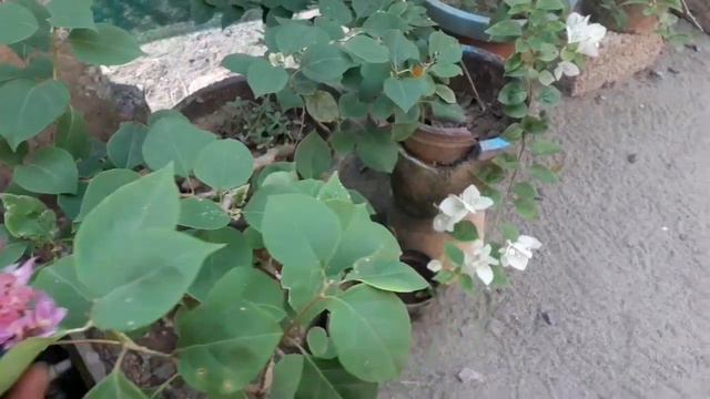 ബൗഗൈൻവില്ല/Bougainvillea plant care in malayalam. смотреть онлайн