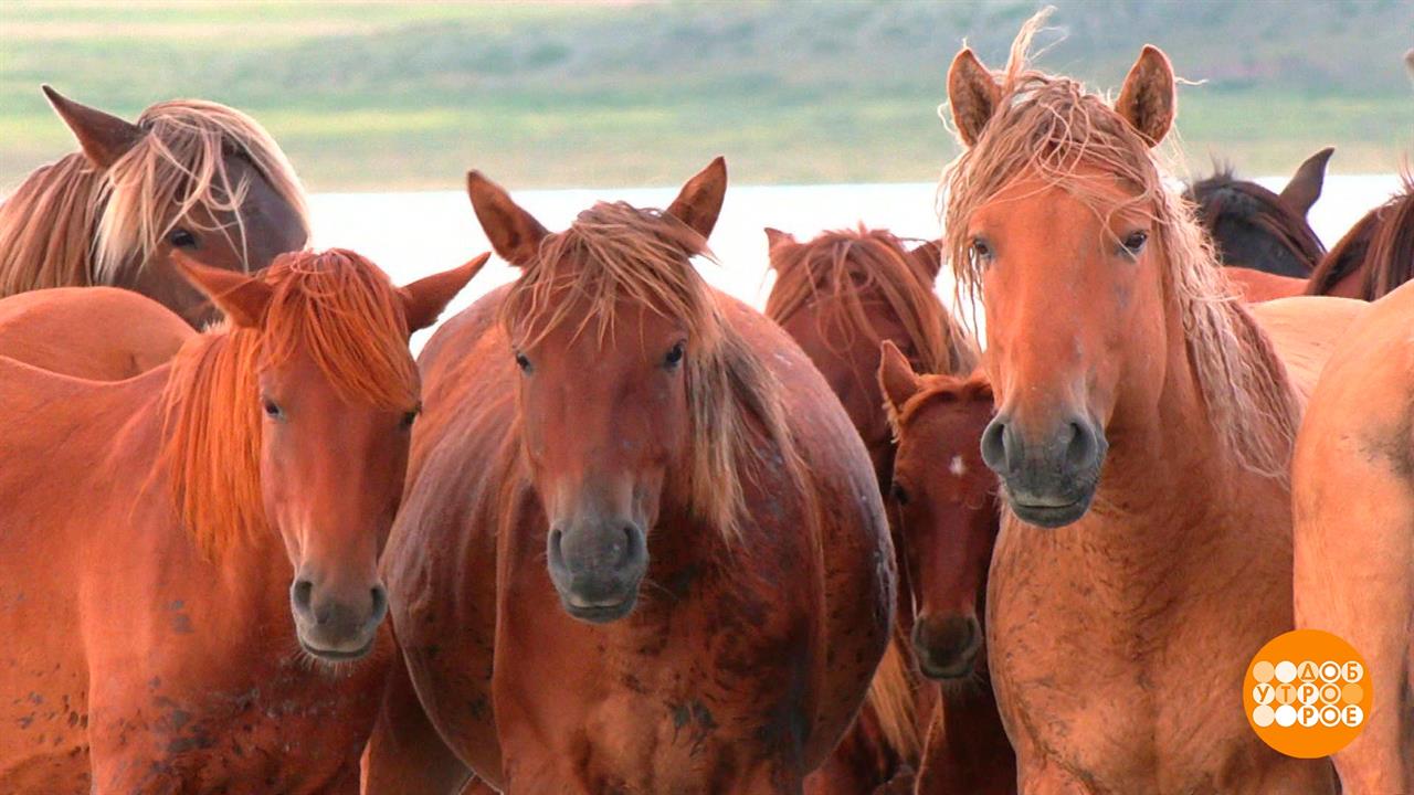Забайкальские степи: что ни камень - то легенда. Доброе утро. Суббота. Фрагмент выпуска от 09.09....