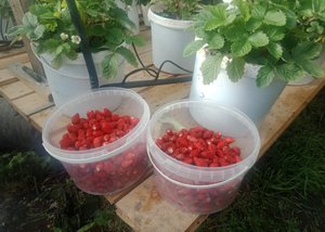 Часть 4. Земляника в 5 литровых ведёрках даёт урожай!!!