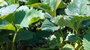 Боремся с бурой пятнистостью и серой гнилью на землянике