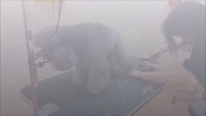 Карликовый пудель, стрижка "модерн".