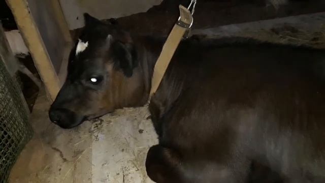 Жизнь в деревне. С кем "идем" дальше. Часть 2. КРС смотреть онлайн